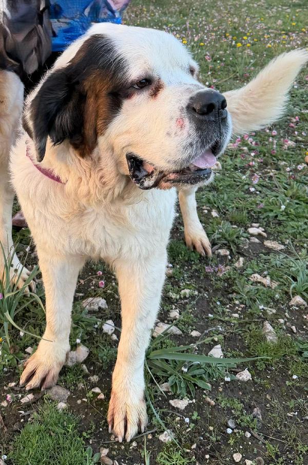 BIANCA DOLCE SAN BERNARDO Foto 6